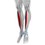 Improve Strength with Tibialis Raise Exercise | A1 Athlete